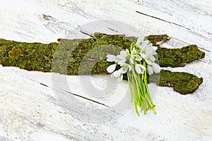 Beautiful fresh snowdrops on wooden background