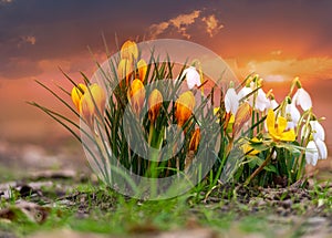 Beautiful fresh snowdrops and yellow crocus flowers outdoors, in the springtime