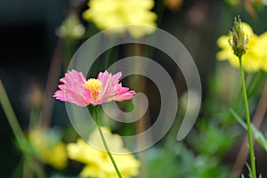beautiful fresh soft pink and yellow cosmos color with green leaves and flower blooming and buds in botany garden