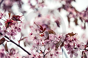 Beautiful and fresh spring backgrund with blurry light pink cherry blossom