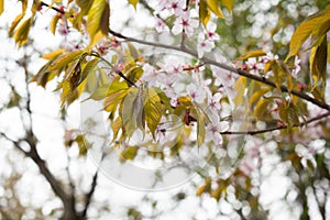 Beautiful and fresh spring backgrund with blurry light pink cherry blossom tree branches