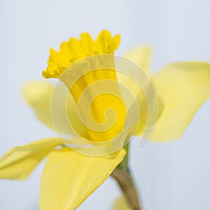 Beautiful fresh Spring daffodil macro close up image