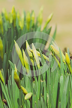 Beautiful fresh spring daffodils in springtime