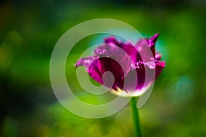 Beautiful fresh spring flowers tulips.