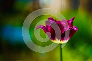 Beautiful fresh spring flowers tulips.