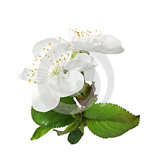 Beautiful fresh spring flowers on white