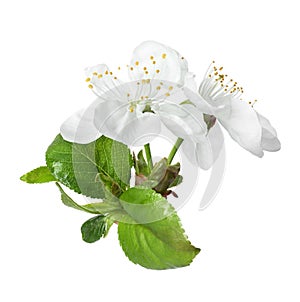 Beautiful fresh spring flowers on white