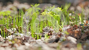 Beautiful fresh spring leaves of green grass in oak forest. Dry foliage lit soft sunlight. Macro view.