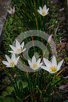 Beautiful and fresh spring white crocus flowers