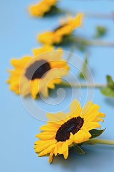 Beautiful fresh sunflowers with leaves on blue background. Flat lay, top view. Copy space. Summer concept, harvest time