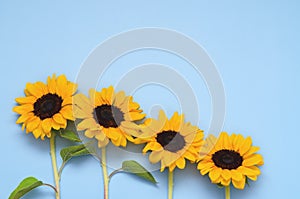 Beautiful fresh sunflowers with leaves on blue background. Flat lay, top view. Copy space. Summer concept, harvest time