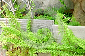 Beautiful Fresh Tassle in A Green Garden