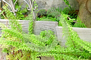 Beautiful Fresh Tassle in A Green Garden photo