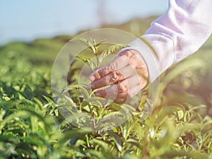 Beautiful fresh tea leaves in nature farm