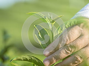 Beautiful fresh tea leaves in nature farm