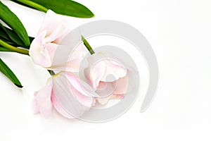 Beautiful fresh three pink white tulips isolated on white studio background