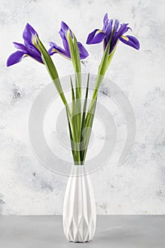 Beautiful fresh tree purple irises in white ceramic vase on blue background