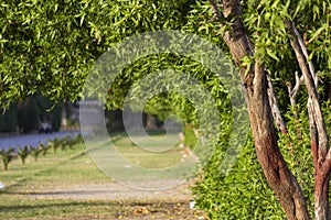 Beautiful Fresh Trees and Grass Path Morning View