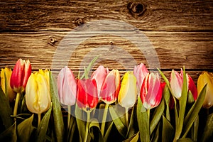 Beautiful fresh tulip border on rustic wood