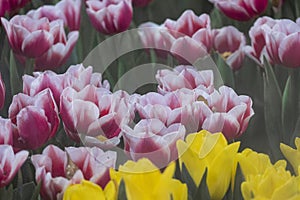 beautiful fresh tulip flower red white and yellow blooming in botany garden in cool weather