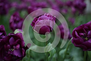 Beautiful fresh tulip of lilac color against the background of greens and different flowers