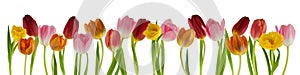 Beautiful fresh tulips in a row isolated on white