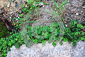 Beautiful fresh various greenness grasses