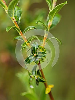 Beautiful, fresh, vibrant leaves of a bog myrtle after the rain.