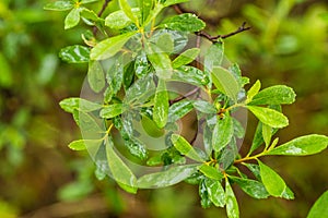 Beautiful, fresh, vibrant leaves of a bog myrtle after the rain.