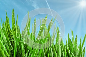 Beautiful fresh wet green grass against blue sky background