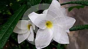 Hermoso blanco flor en jardín 