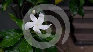 Beautiful and fresh white jasmine flowers, with the Latin name tabernaemontana divaricata