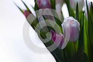 Beautiful, fresh, white-pink tulips in a vase. Photo with shallow depth of field for blurred background