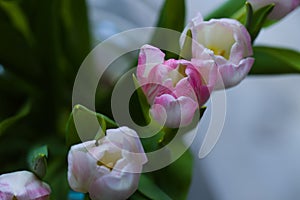 Beautiful, fresh, white-pink tulips in a vase. Photo with shallow depth of field for blurred background