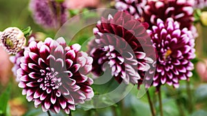 Beautiful fresh white and purple dahlia flowers in full bloom. autumn season. panoramic banner