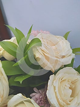 beautiful and fresh white roses in a flower vase