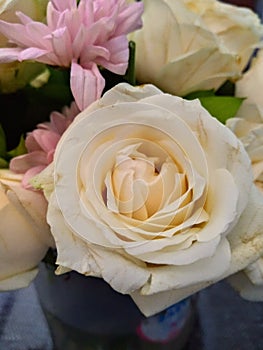 beautiful and fresh white roses in a flower vase