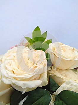 beautiful and fresh white roses in a flower vase