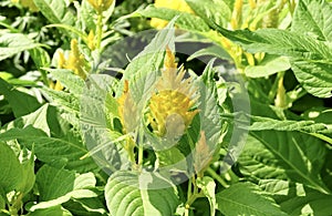 Beautiful Fresh Yellow Cockscomb Flowers or Woolflowers