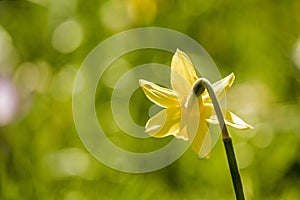 Beautiful, fresh yellow daffodils growing in the park with bokeh lights