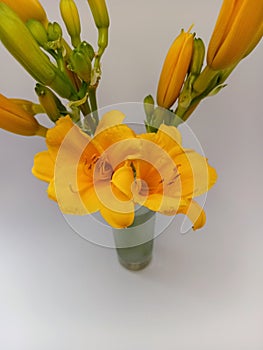 Beautiful fresh yellow  daylilies in a vase on a white background