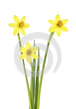 Beautiful fresh yellow narcissus flowers isolated over white background.