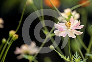Beautiful fresh yellow and pink cosmos color with green leaves and flower blooming and buds in botany garden