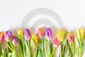 Beautiful fresh yellow,purple and red tulips.Beautiful greeting card.