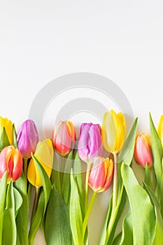 Beautiful fresh yellow,purple and red tulips.Beautiful greeting card.