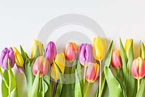 Beautiful fresh yellow,purple and red tulips.Beautiful greeting card.