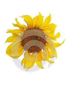 Yellow Sunflower Flower. Closeup Isolated on White Background