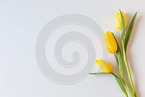 Beautiful fresh yellow tulips.Beautiful greeting card.
