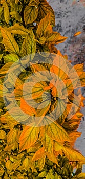 A beautiful and fresh yellowish leaves of plant with blurred background