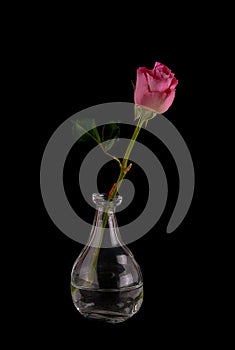 Beautiful freshly cut rose in glass contemporary vase